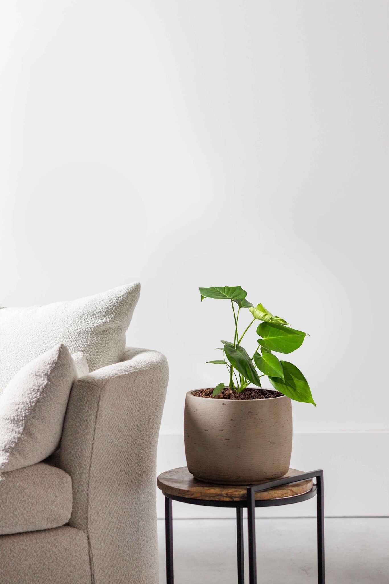 Monstera Hediye