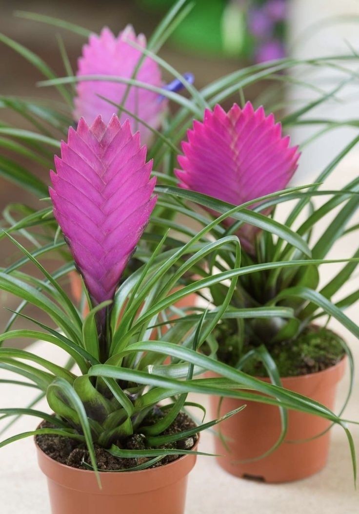 Tillandsia Cyanea (Vincent-Hava Bitkisi)