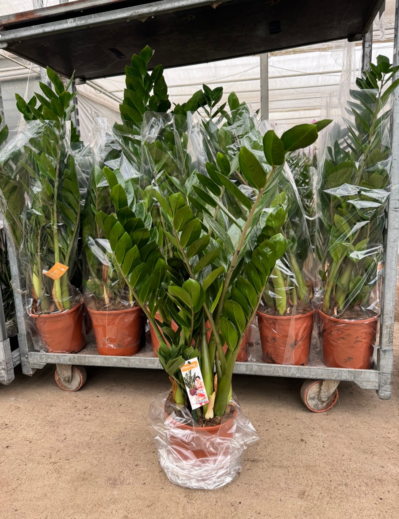 Zamia dolgun form90-100 cm