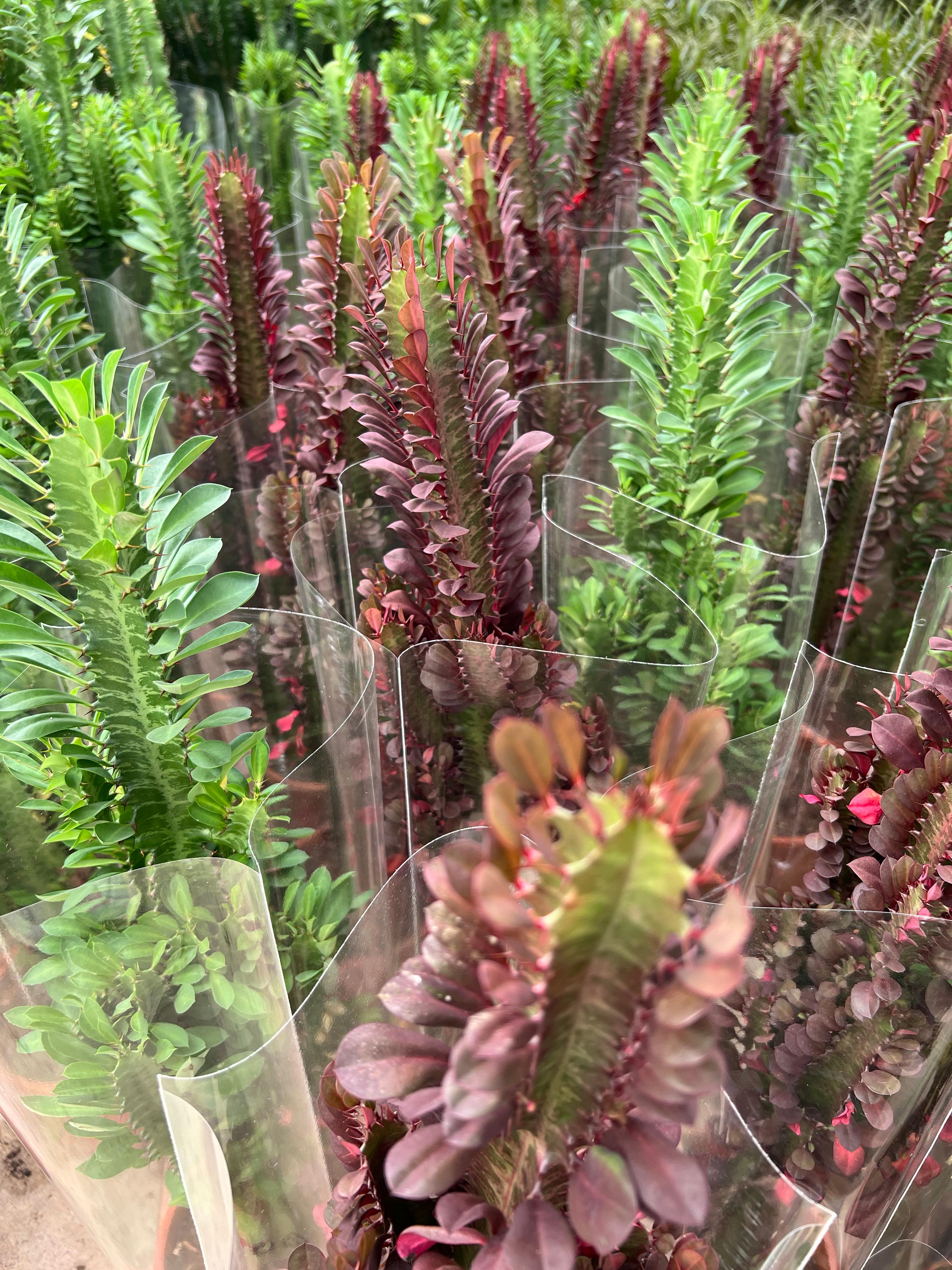 Euphorbia Trigona Kaktüs