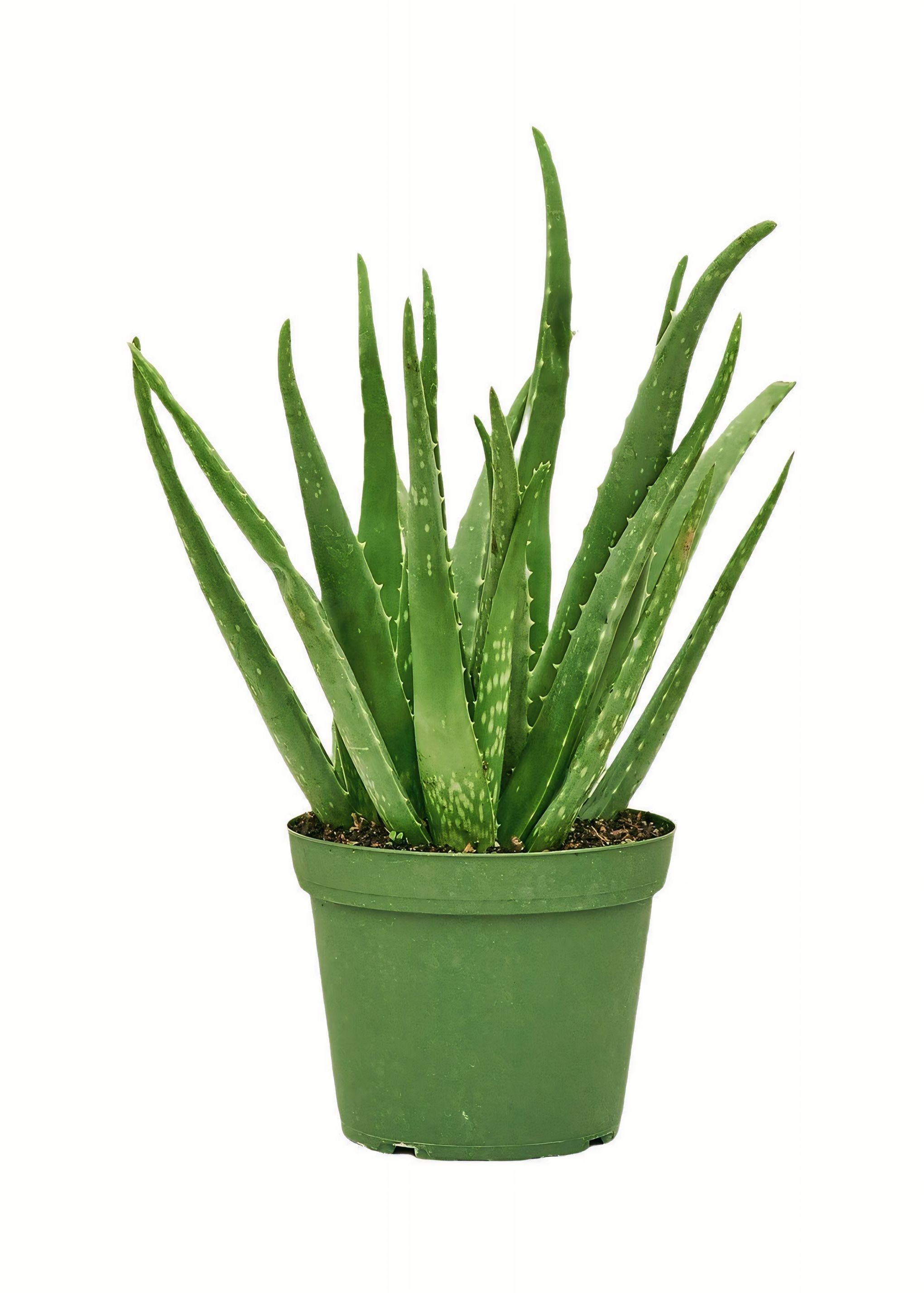 Aloe Vera Barbadensis Xl