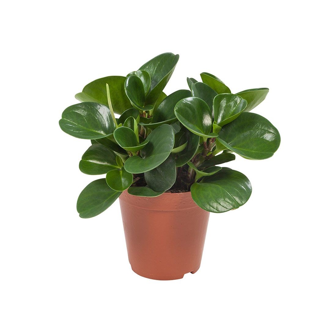 Peperomia