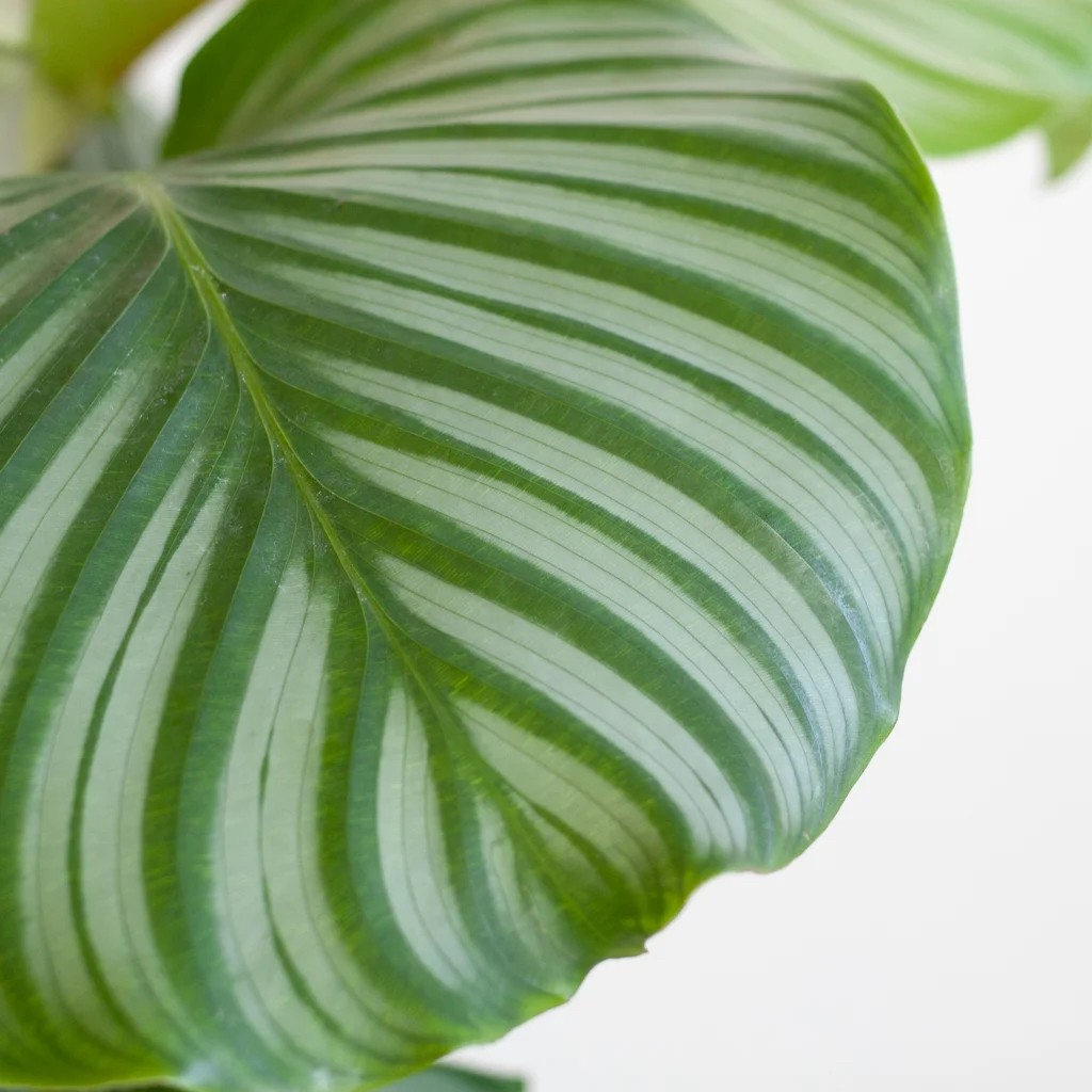 Calathea Orbifolia