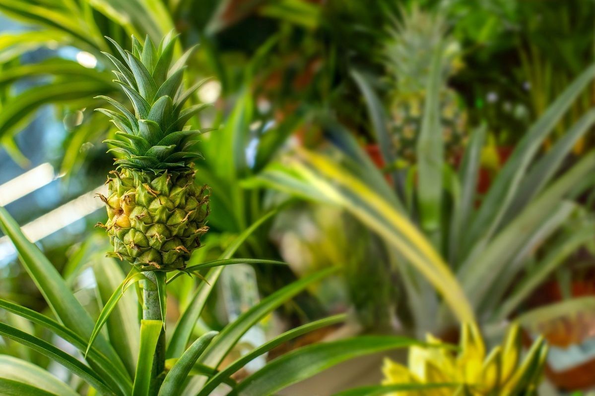 Ananas Plant (Ananas)