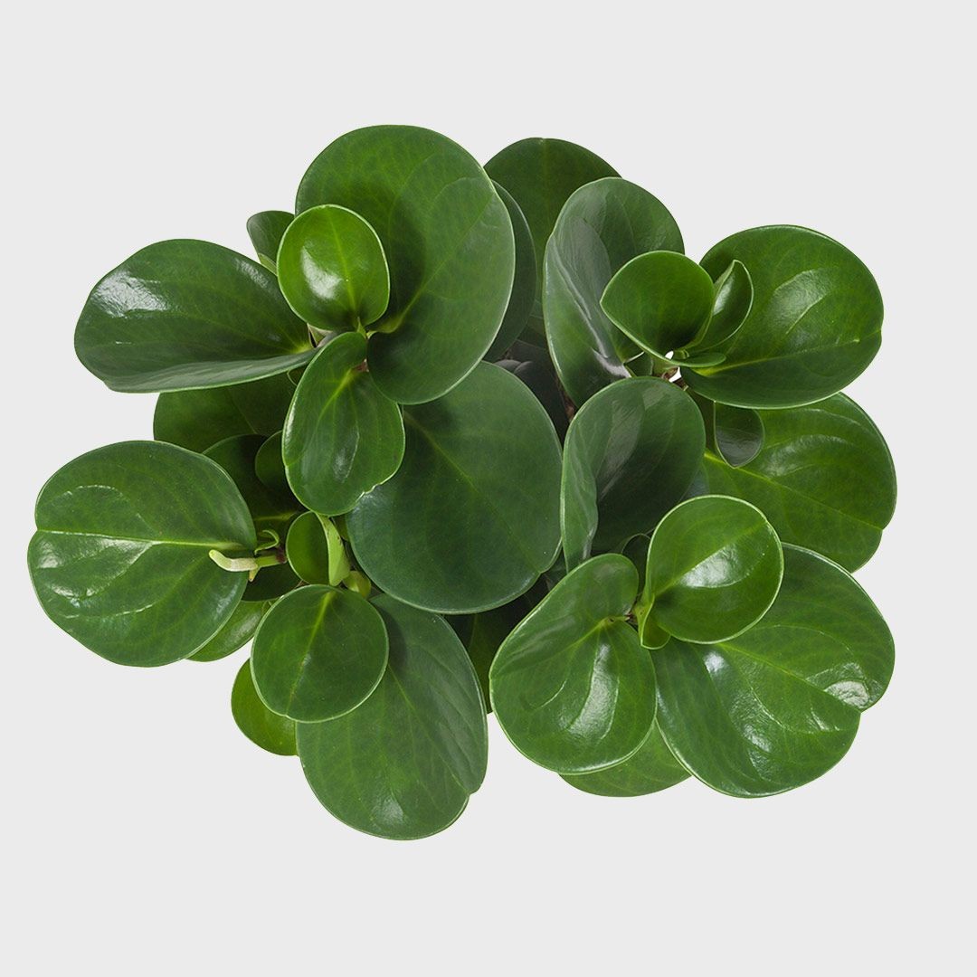 Peperomia