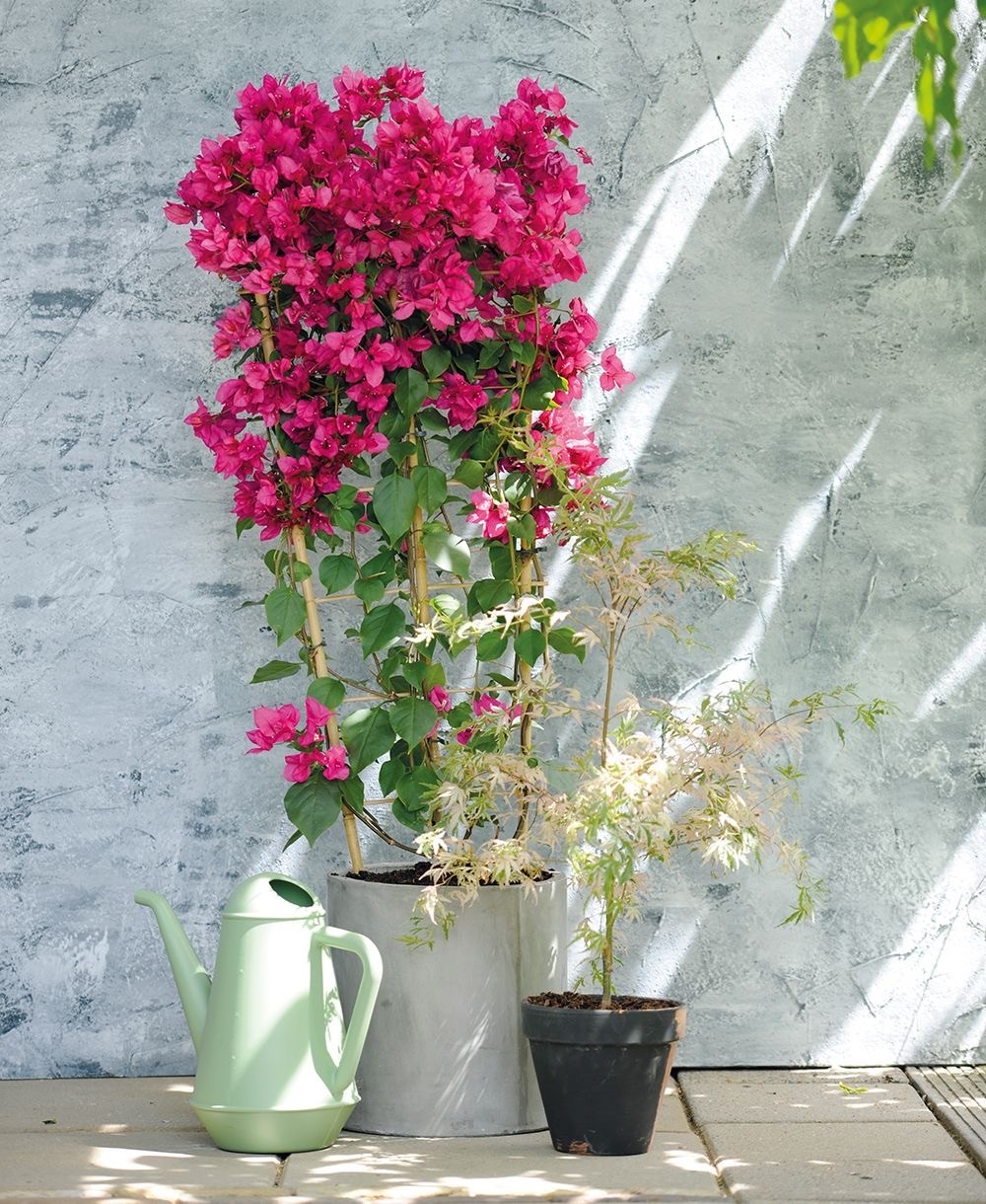 Begonvil Çiçeği 120 cm 