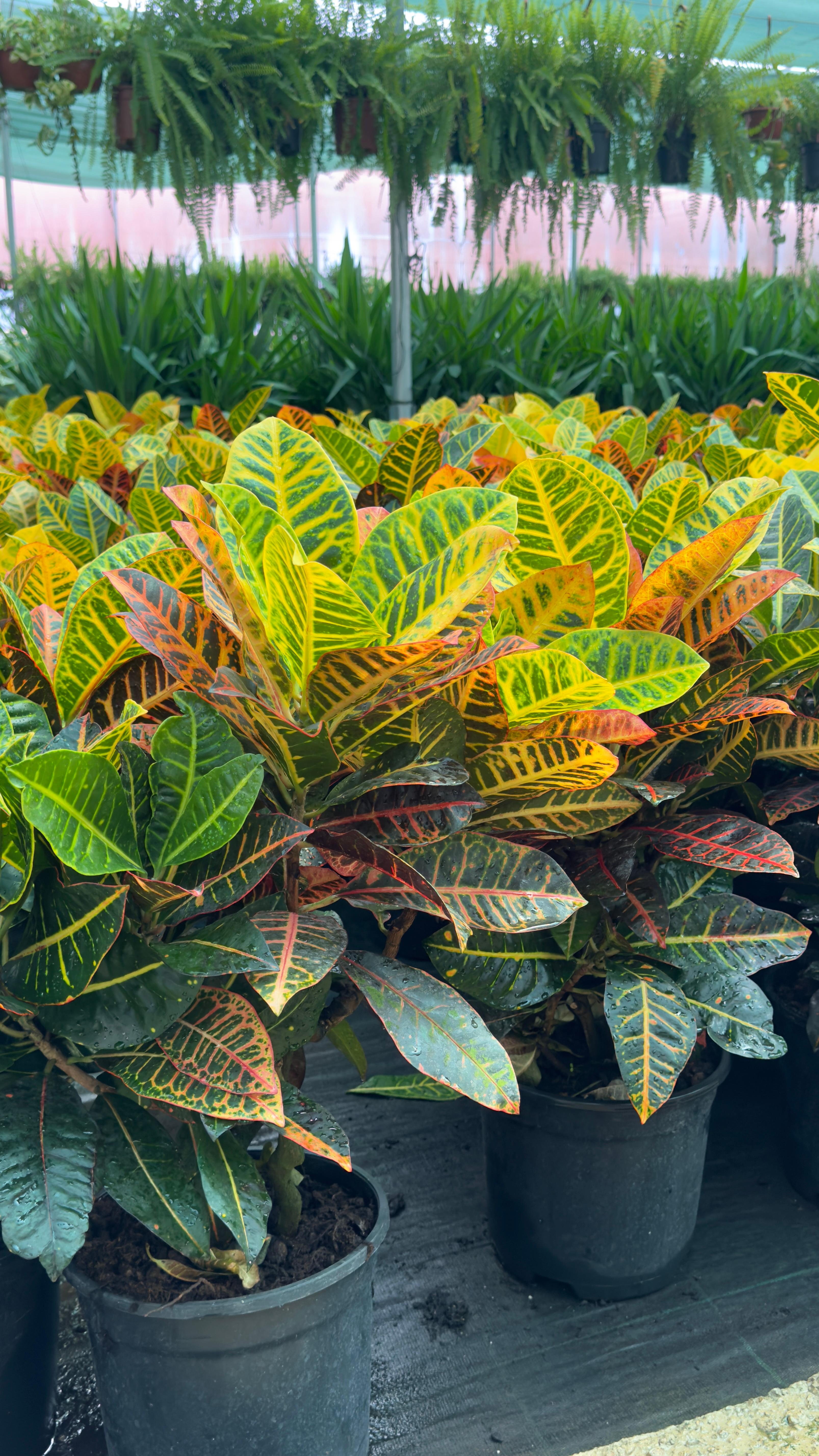 Croton bitkisi 90-100 cm çok köklü