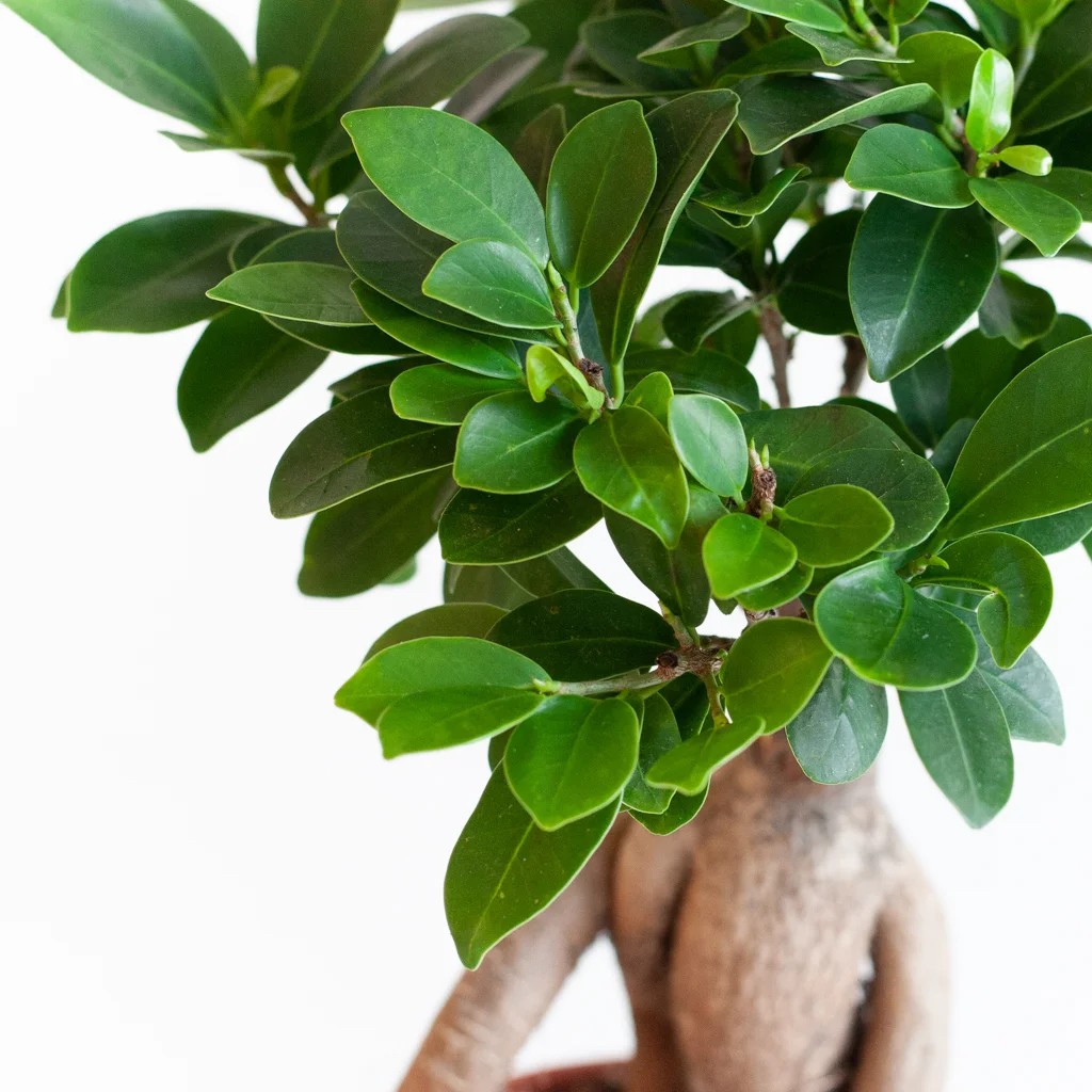 Bonsai ( Masa üstü )