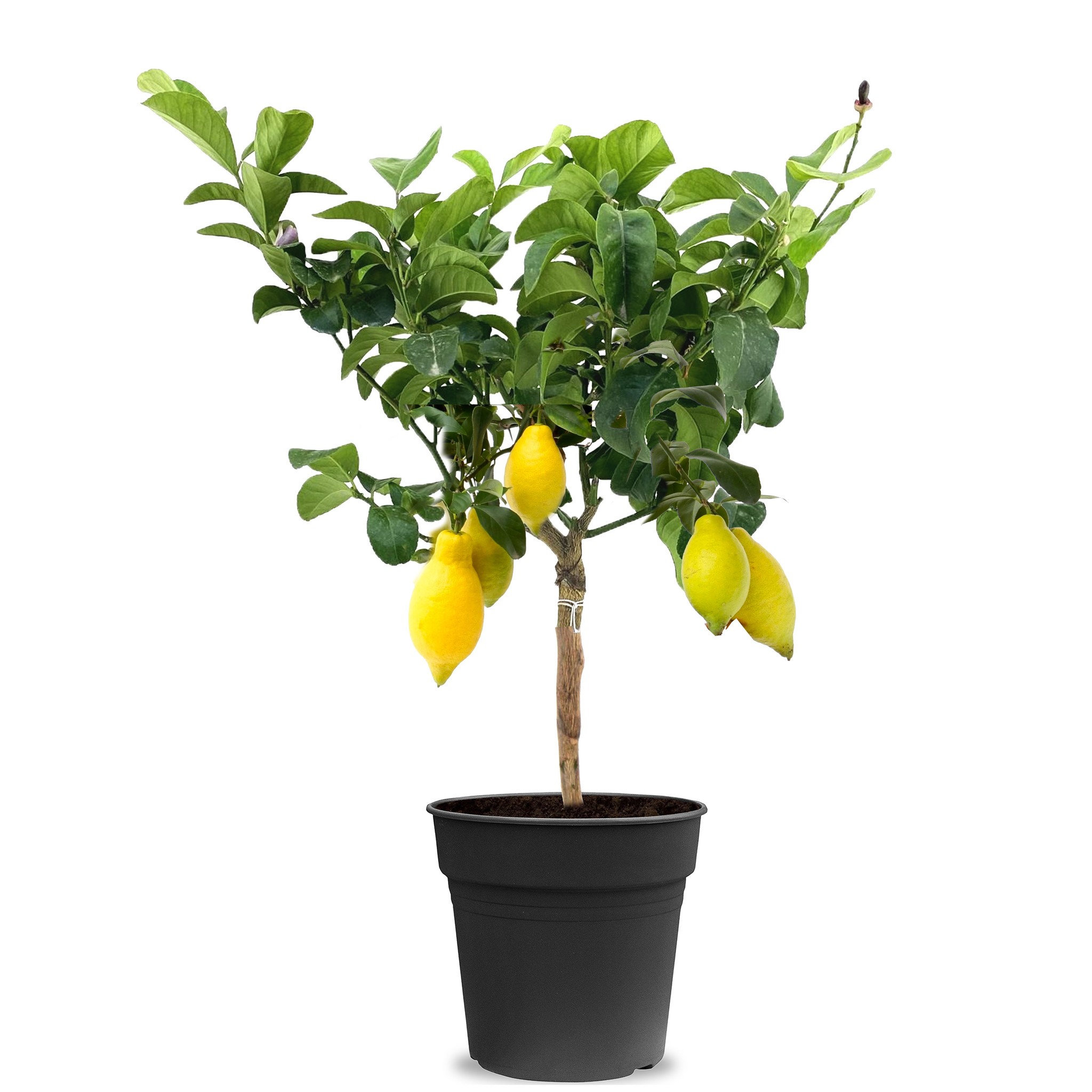 Limon ağacı dolgun form yediveren 60 cm