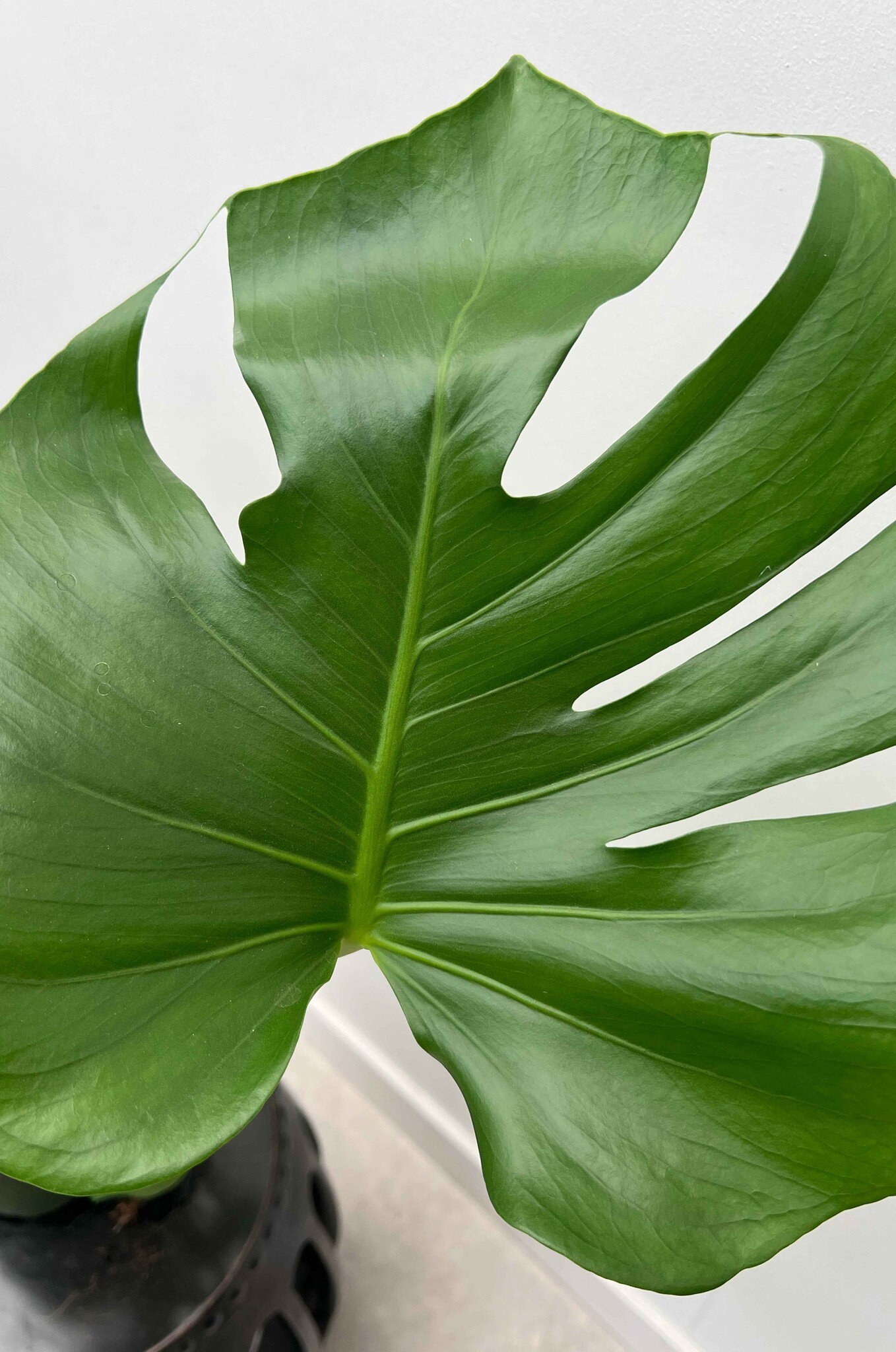 Monstera Delicosia Yosun Çubuklu Deve tabanı 140-150 cm