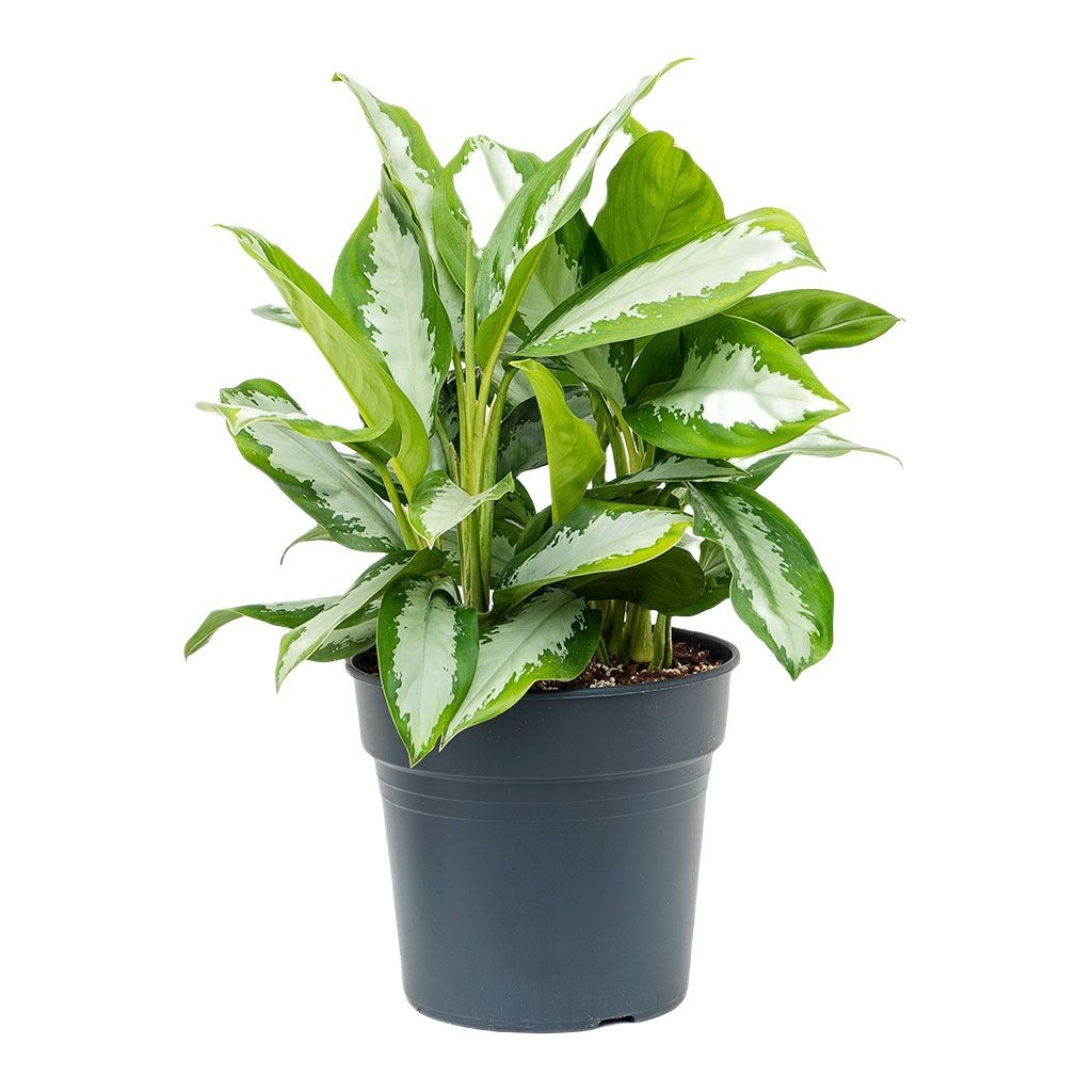 Aglaonema Modestum