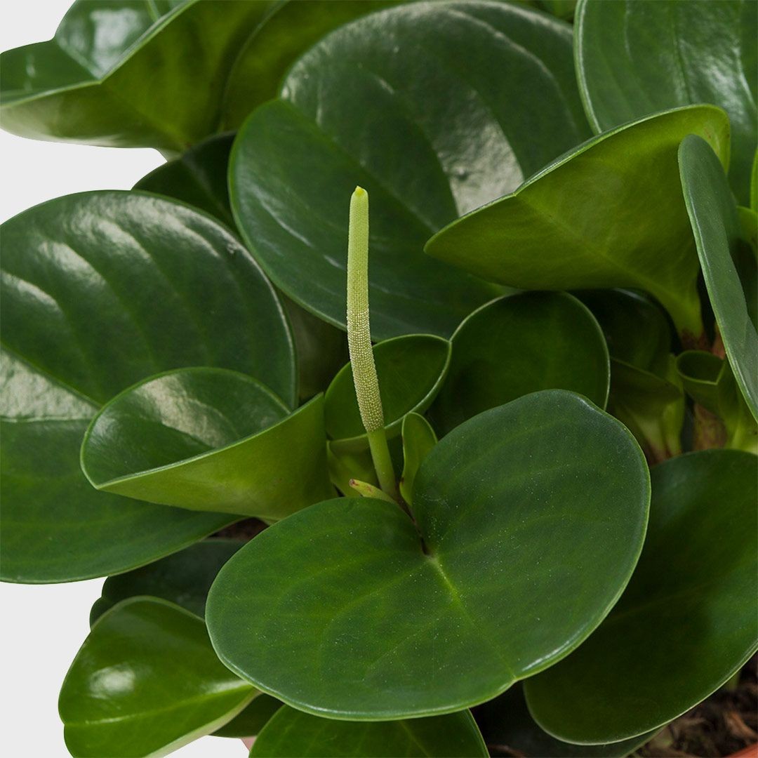 Peperomia