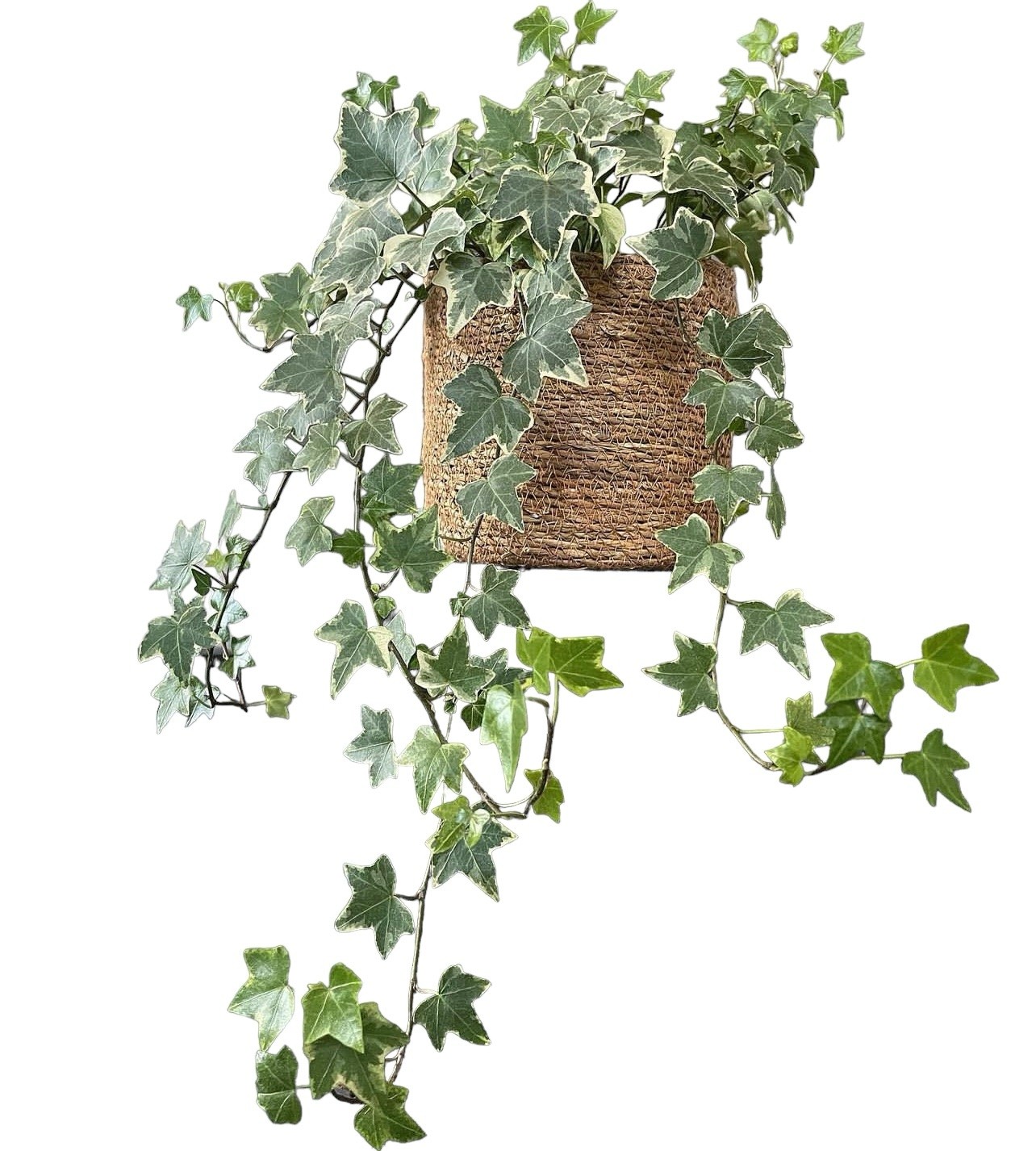 Hedera helix sarmaşığı