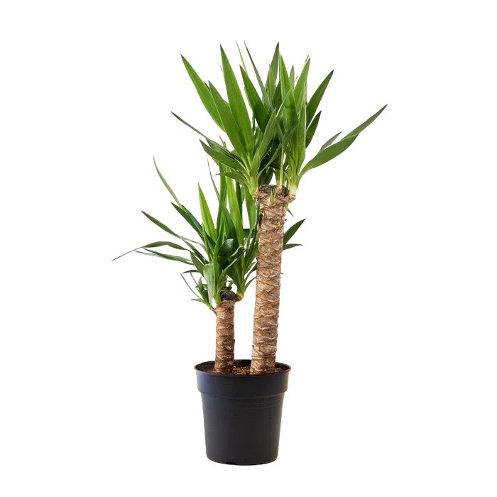 Yucca 2 Li 100 -110cm