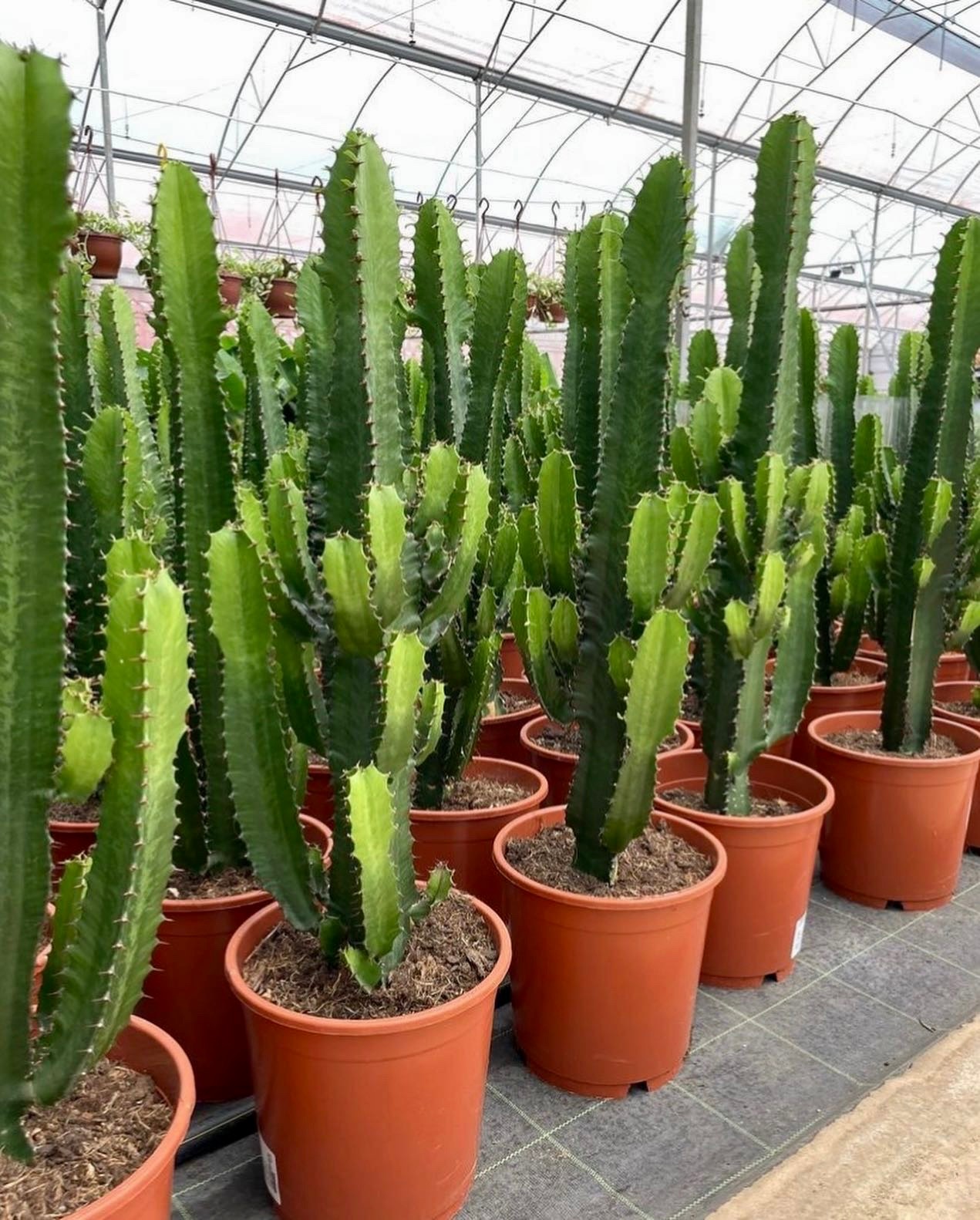 Euphorbia Acrurensis Kaktüs 90-110 cm