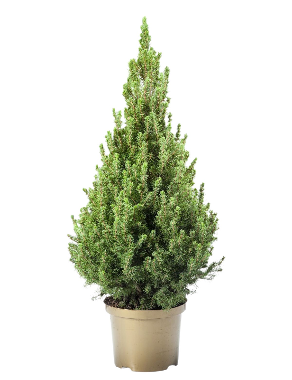 Çam Ağacı Picea Glauca  90 cm