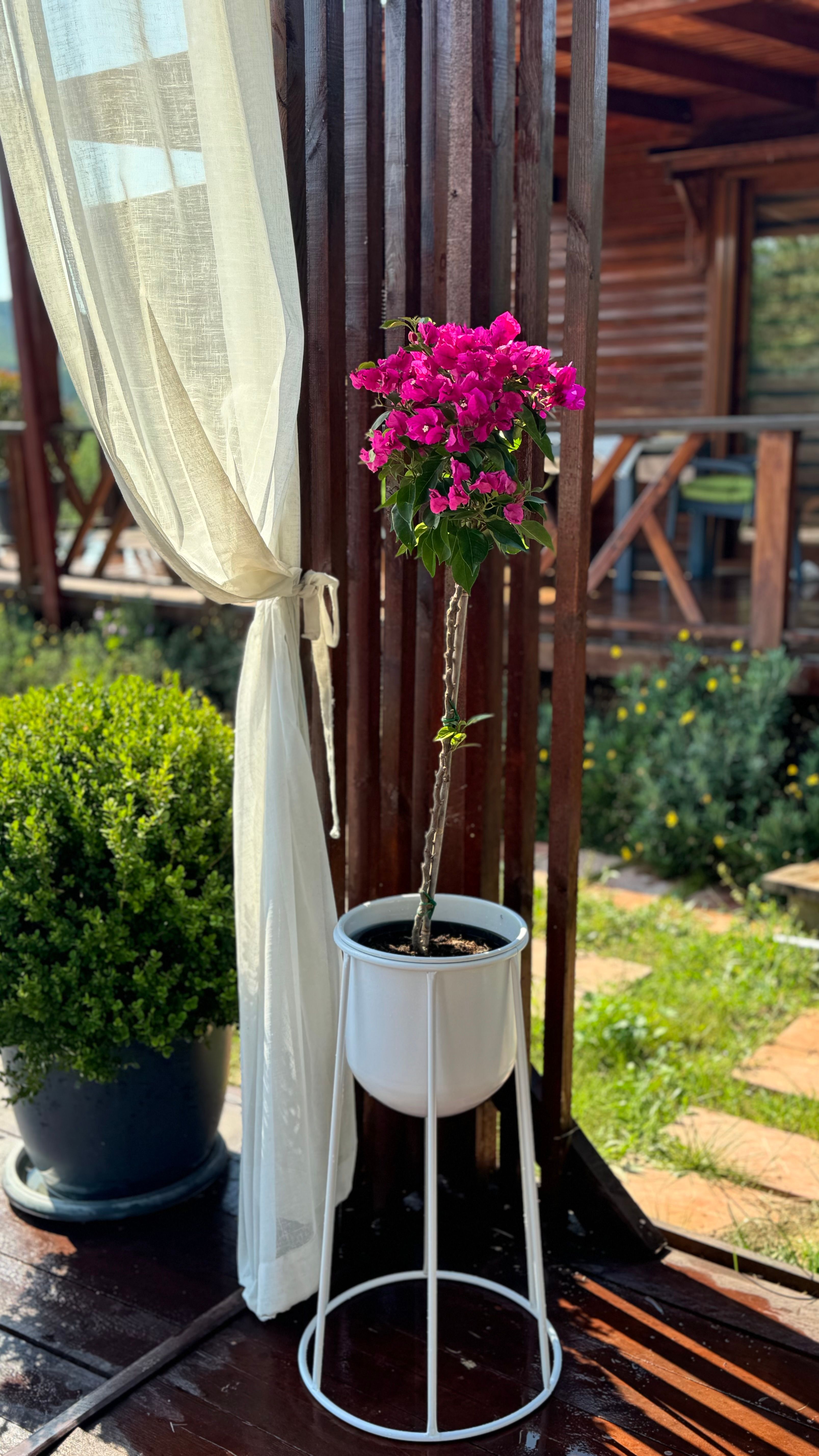 Begonvil Ağacı 100-110 cm
