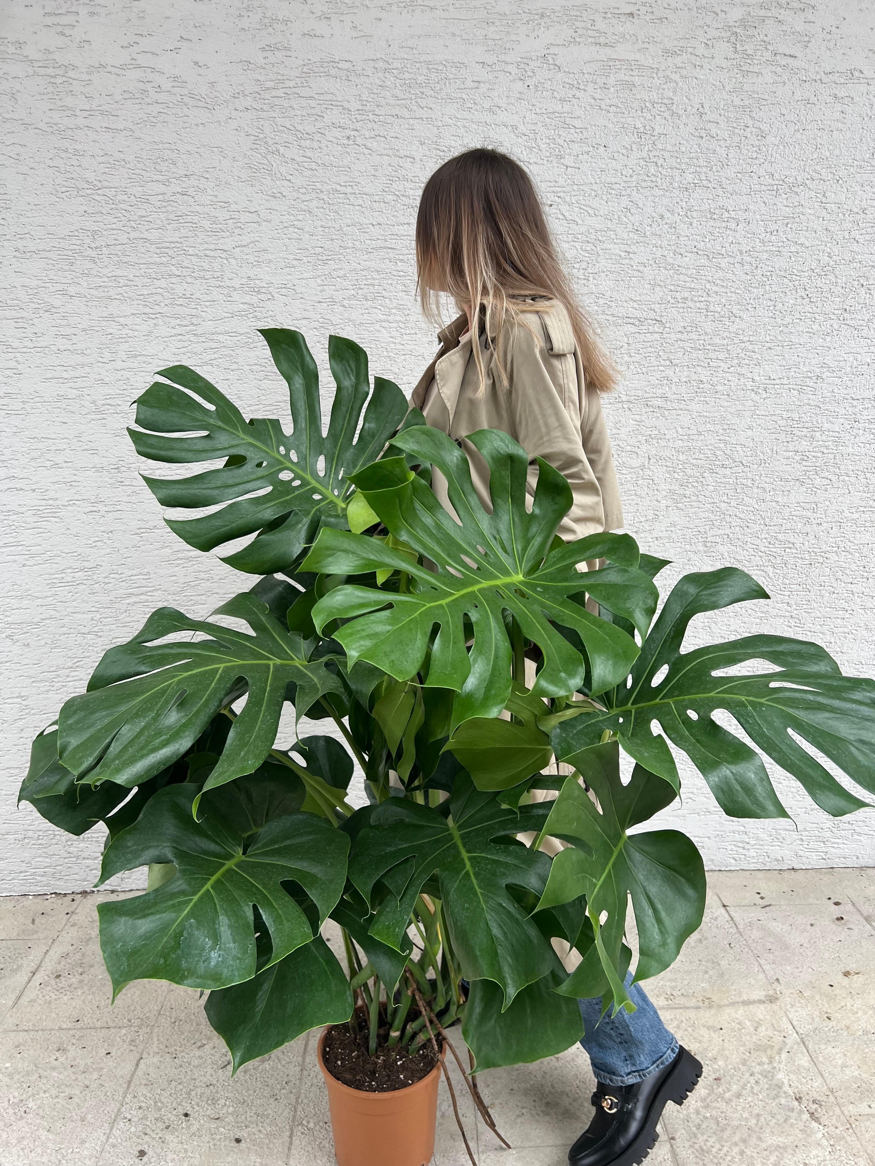 Monstera Deliciosa ( Deve tabanı ) XXL