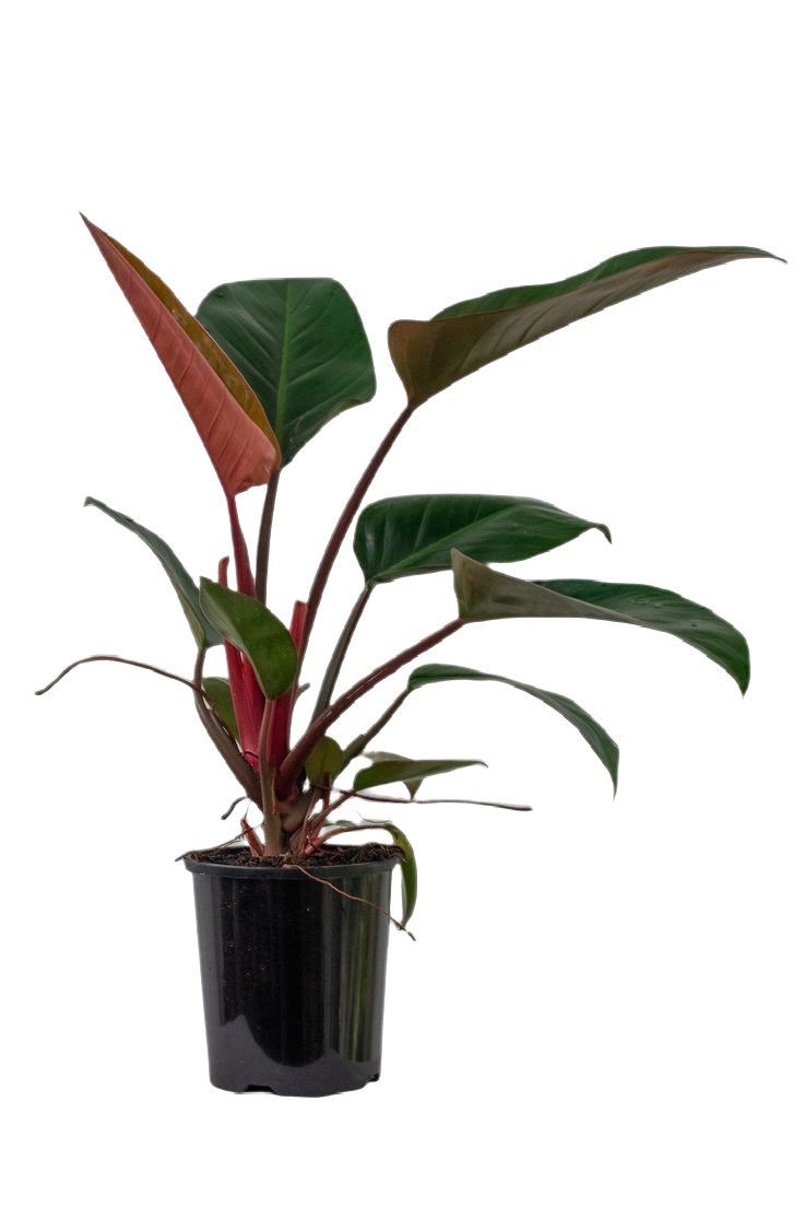 Philodendron Congo Rojo 70-80 cm