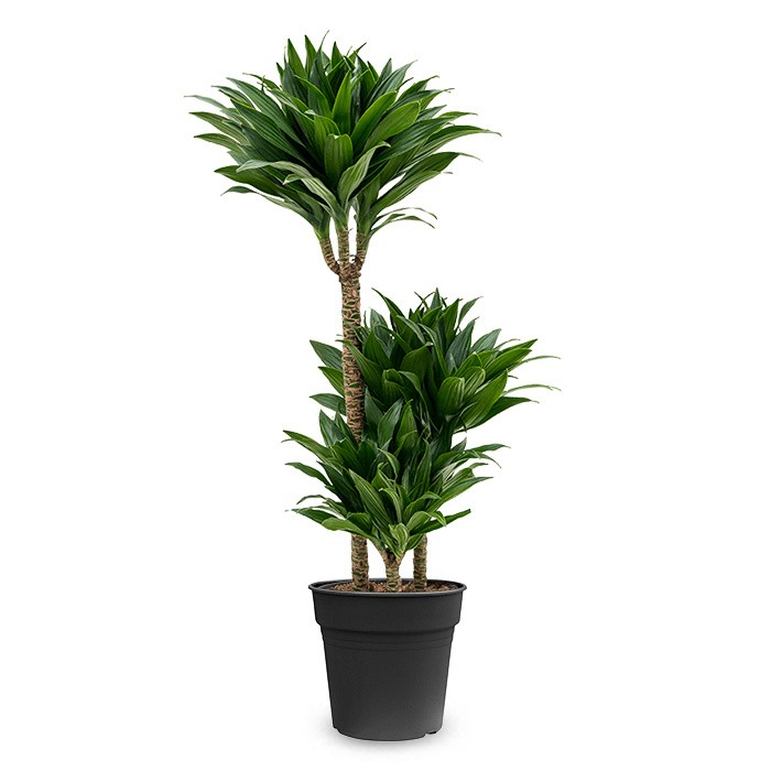 Dracaena Compacta 3 gövdeli 80-100cm