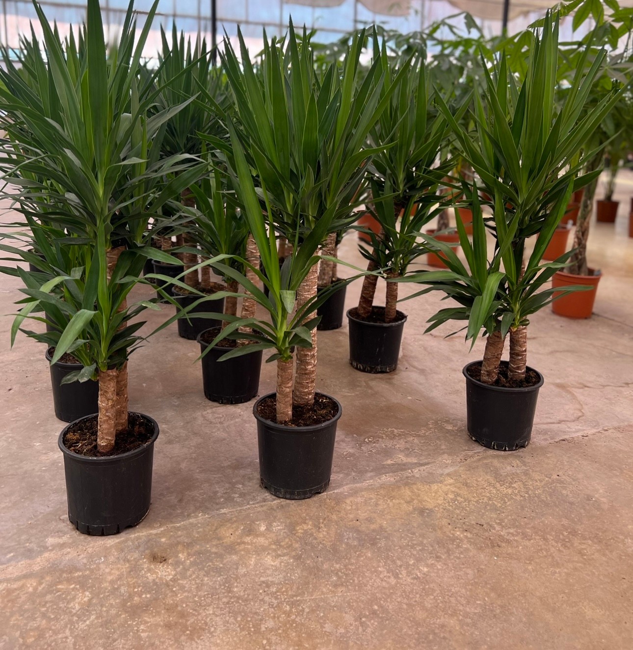 Yucca 2 Li 100 -110cm