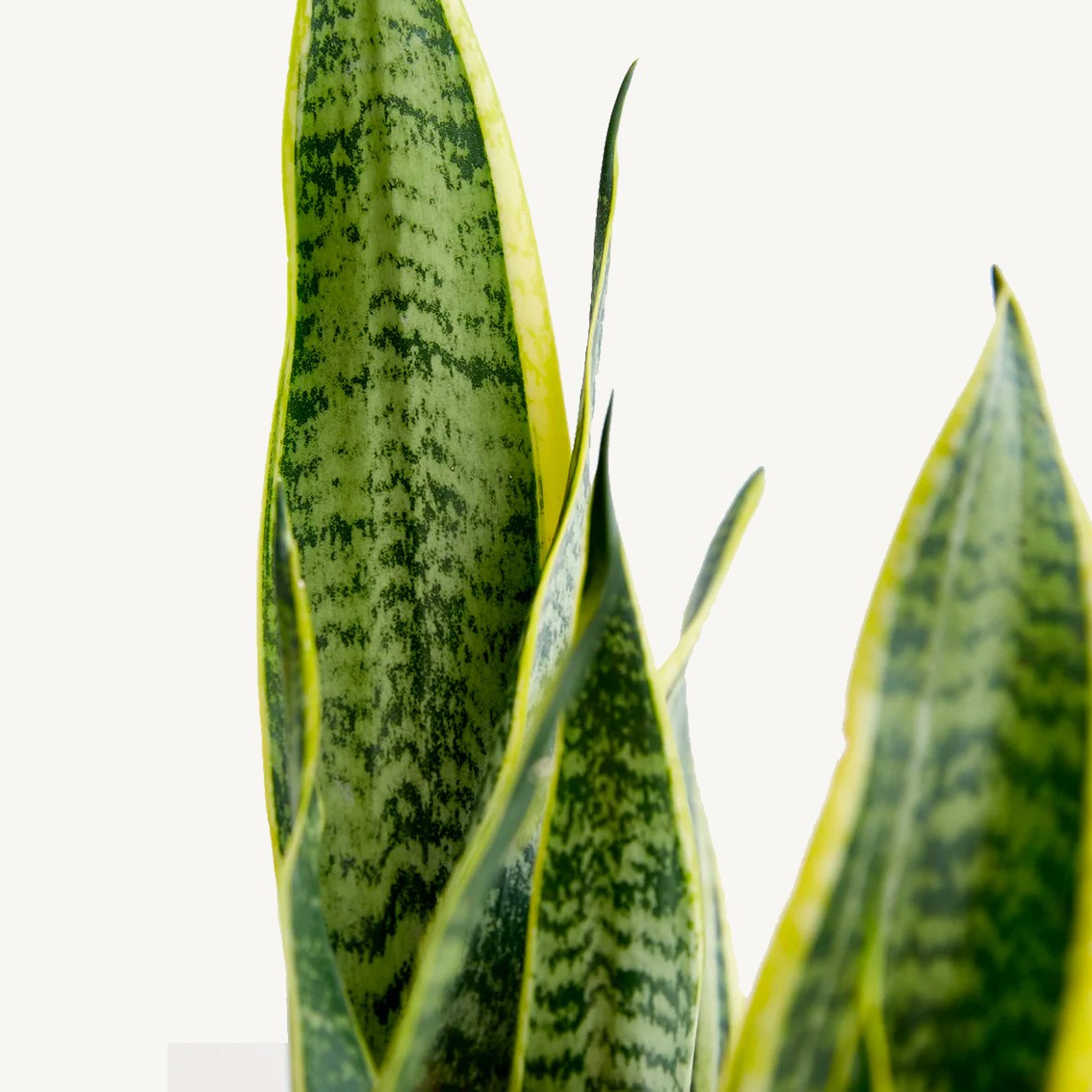 Kılıç , Sansevieria bitkisi 100 cm ekstra dolgun form