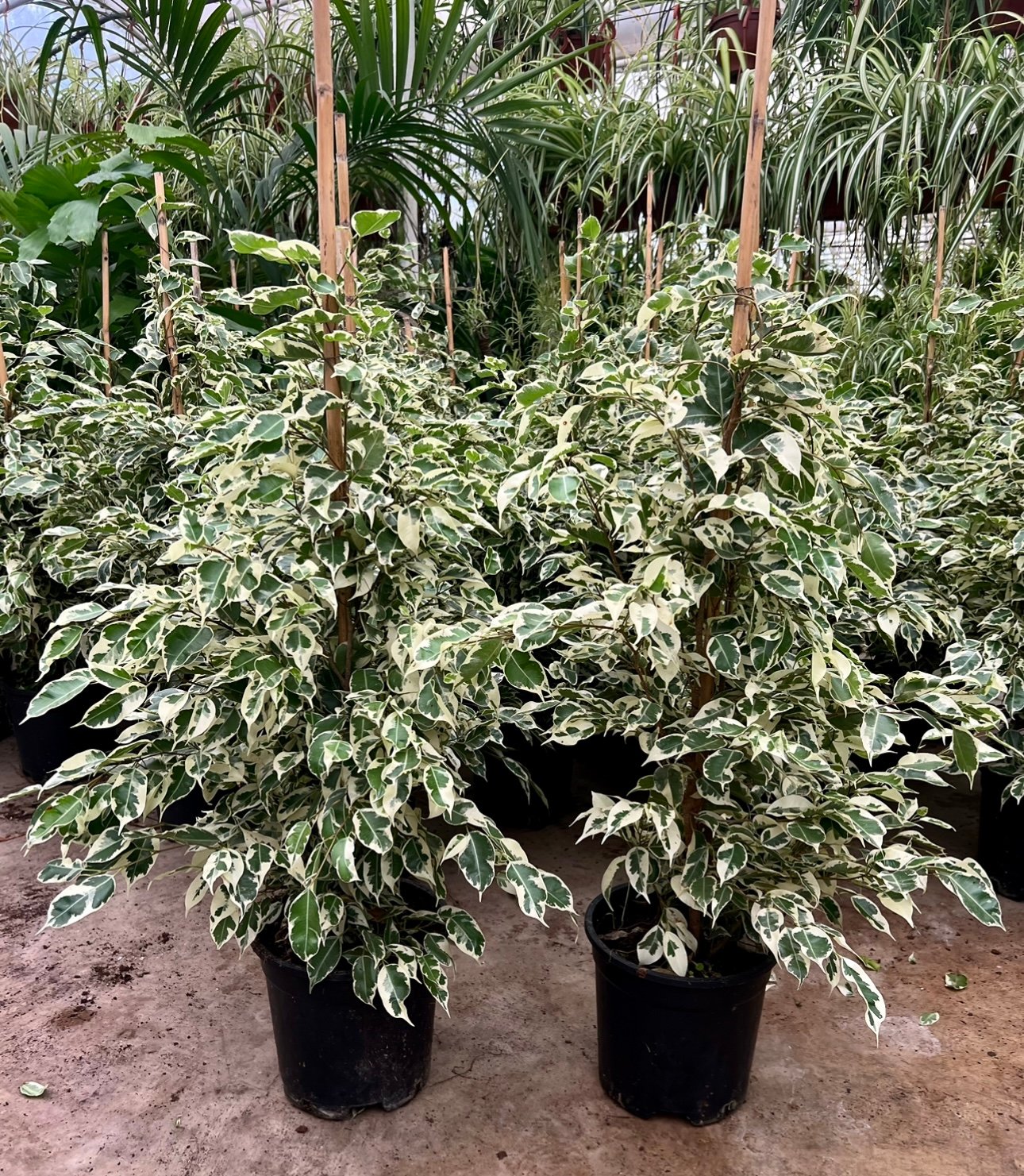 Ficus Benjamin yeşil beyaz 90-100 cm