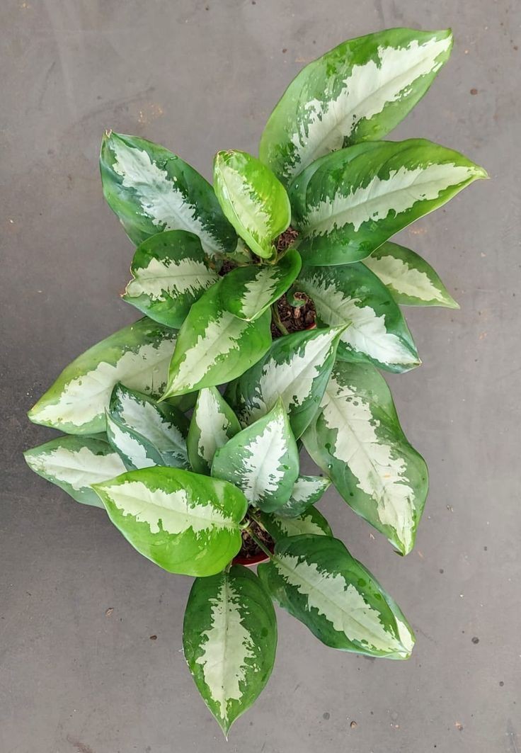 Aglaonema Modestum