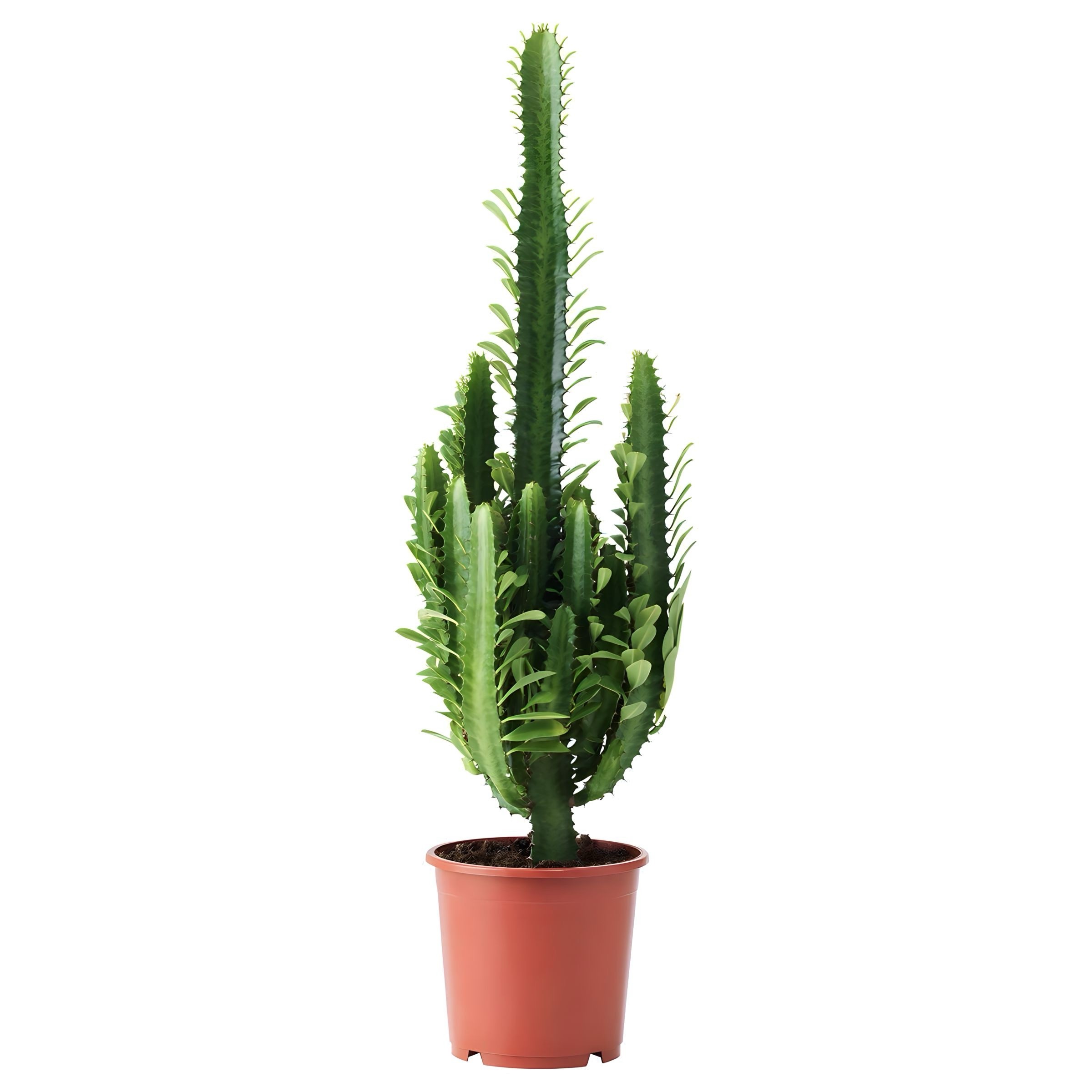 Euphorbia Trigona Kaktüs