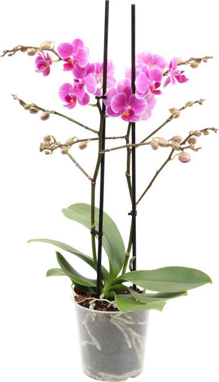 Orkide Çiçeği