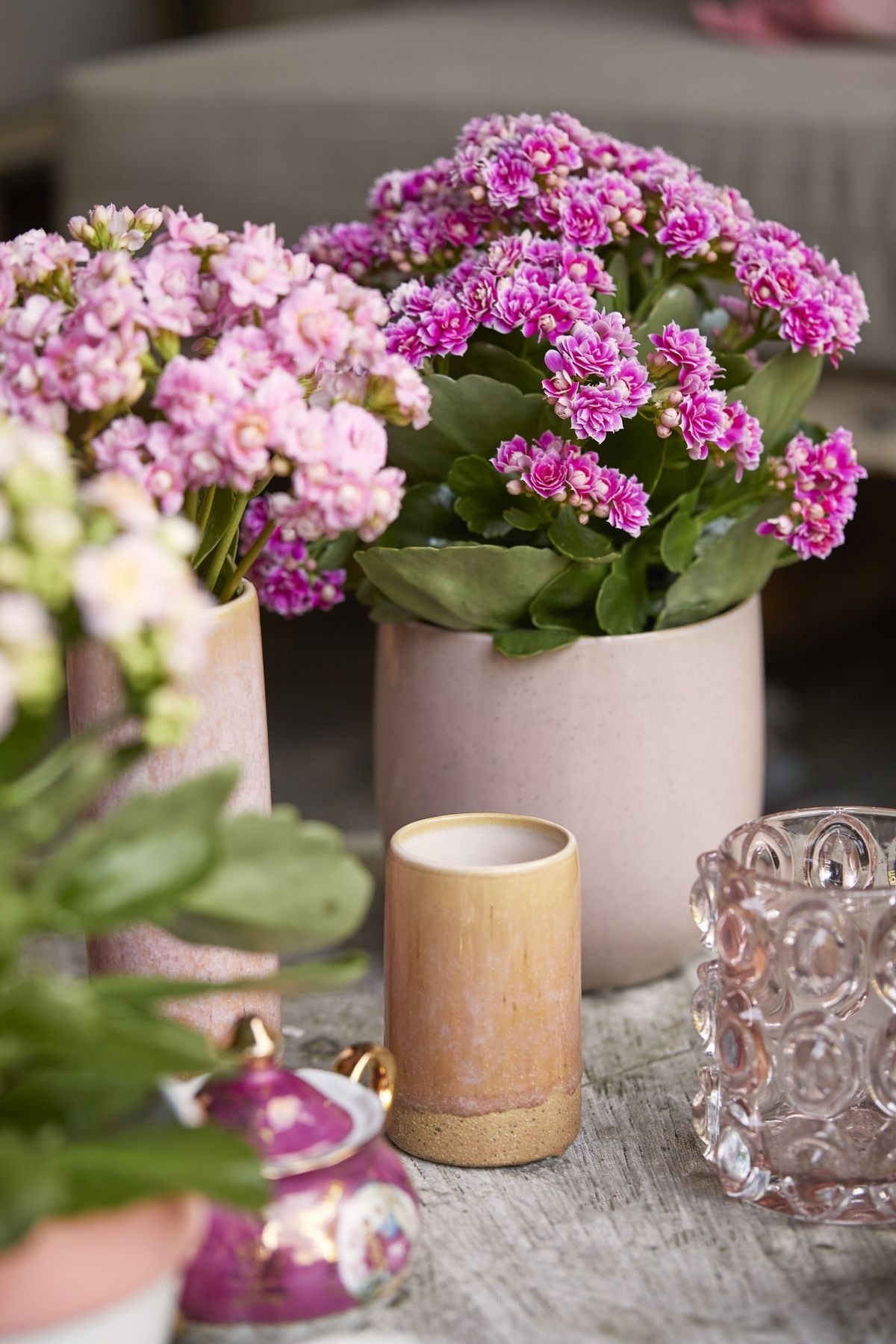 Kalanchoe 4 lü Set