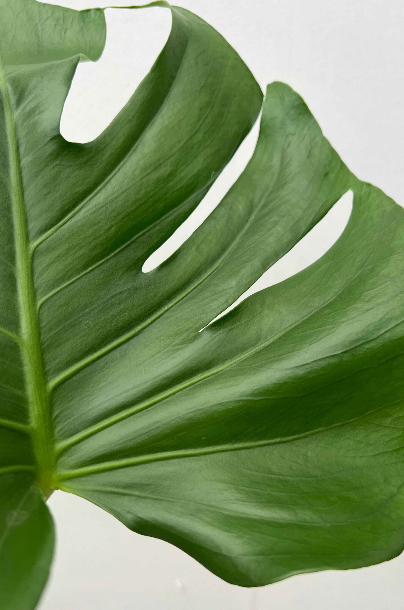 Monstera Delicosia Yosun Çubuklu Deve tabanı 140-150 cm