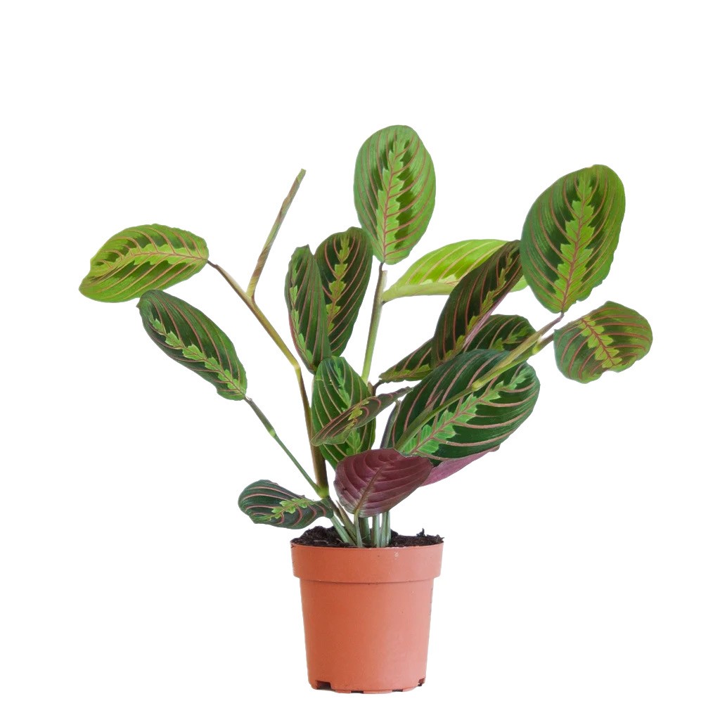 Calathea Maranta