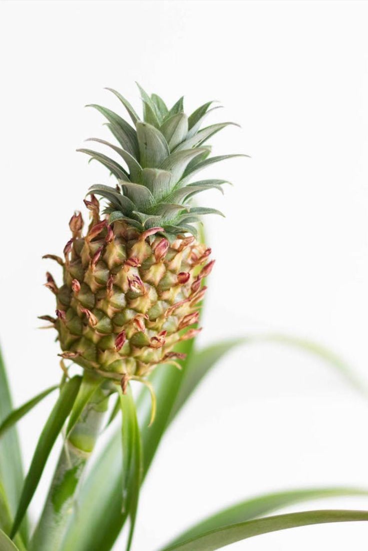 Ananas Plant (Ananas)