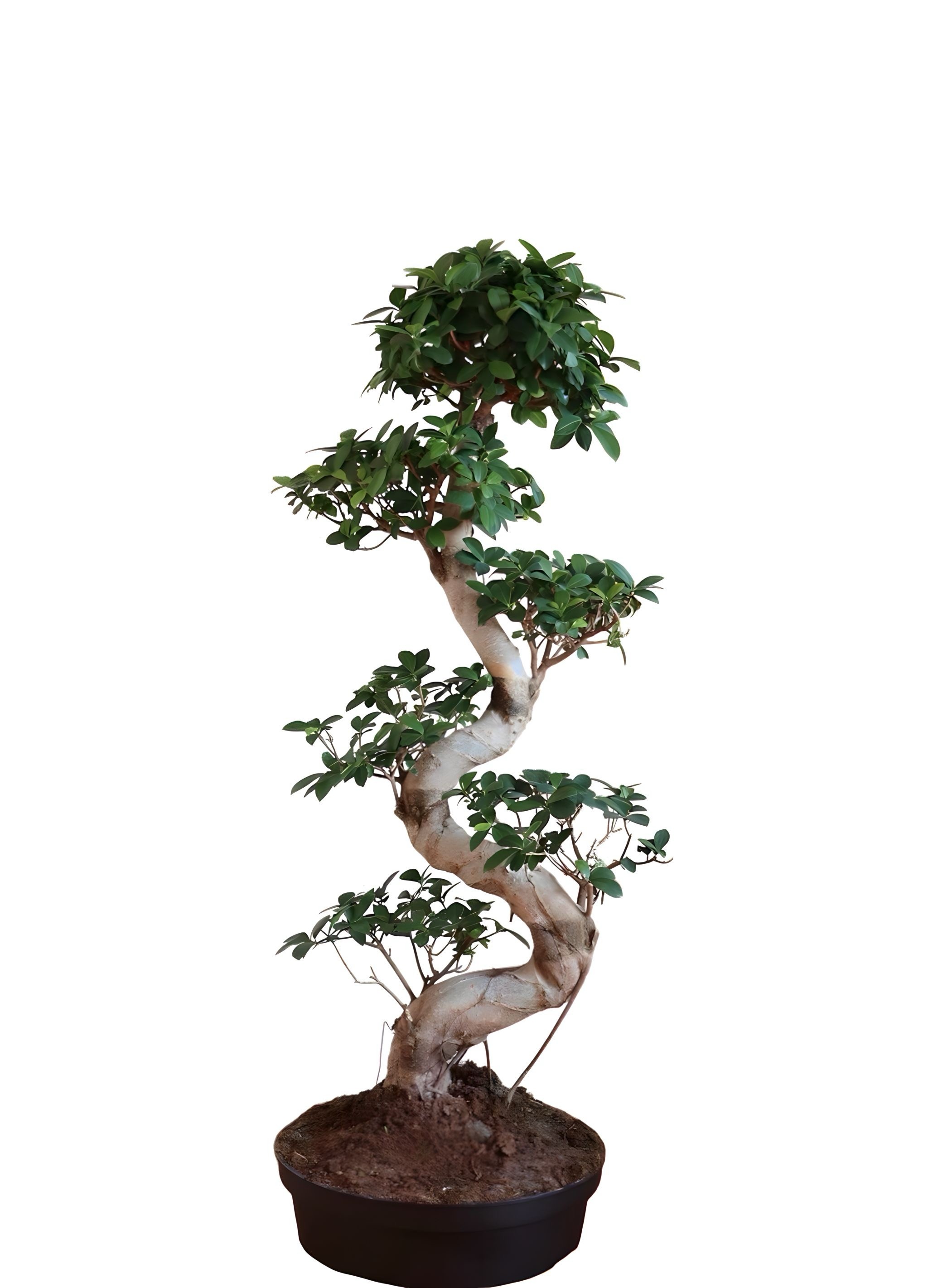 Bonsai S form 100 cm