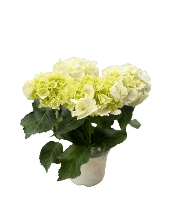 Ortanca Çiçeği Beyaz