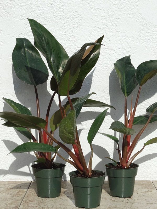 Philodendron Congo Rojo 70-80 cm