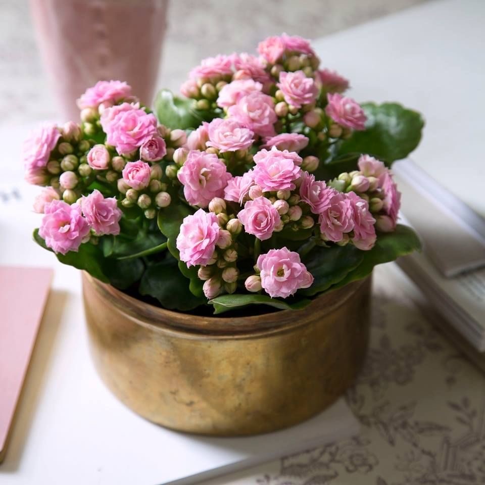 Kalanchoe 4 lü Set
