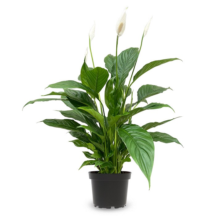 Spathiphyllum Barış çiçeği