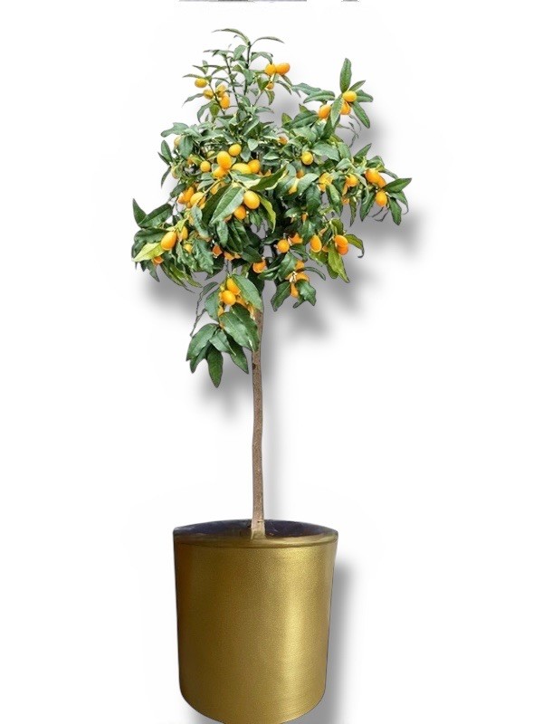 Kumkuat ağacı 100 cm