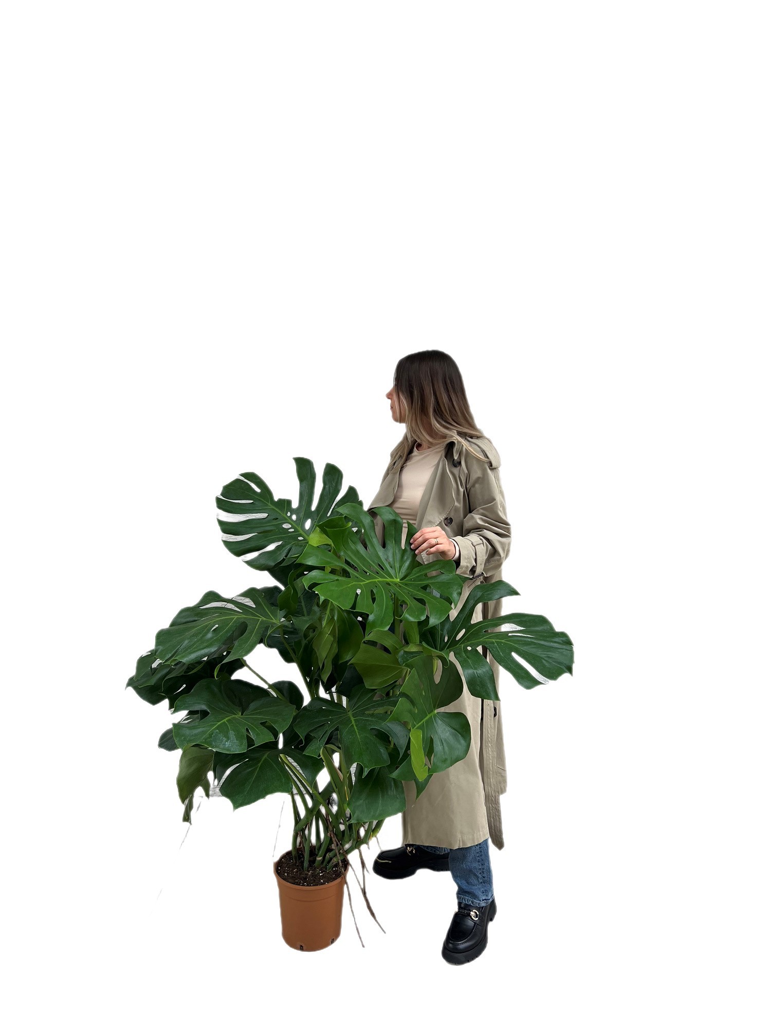 Monstera Deliciosa ( Deve tabanı ) XXL