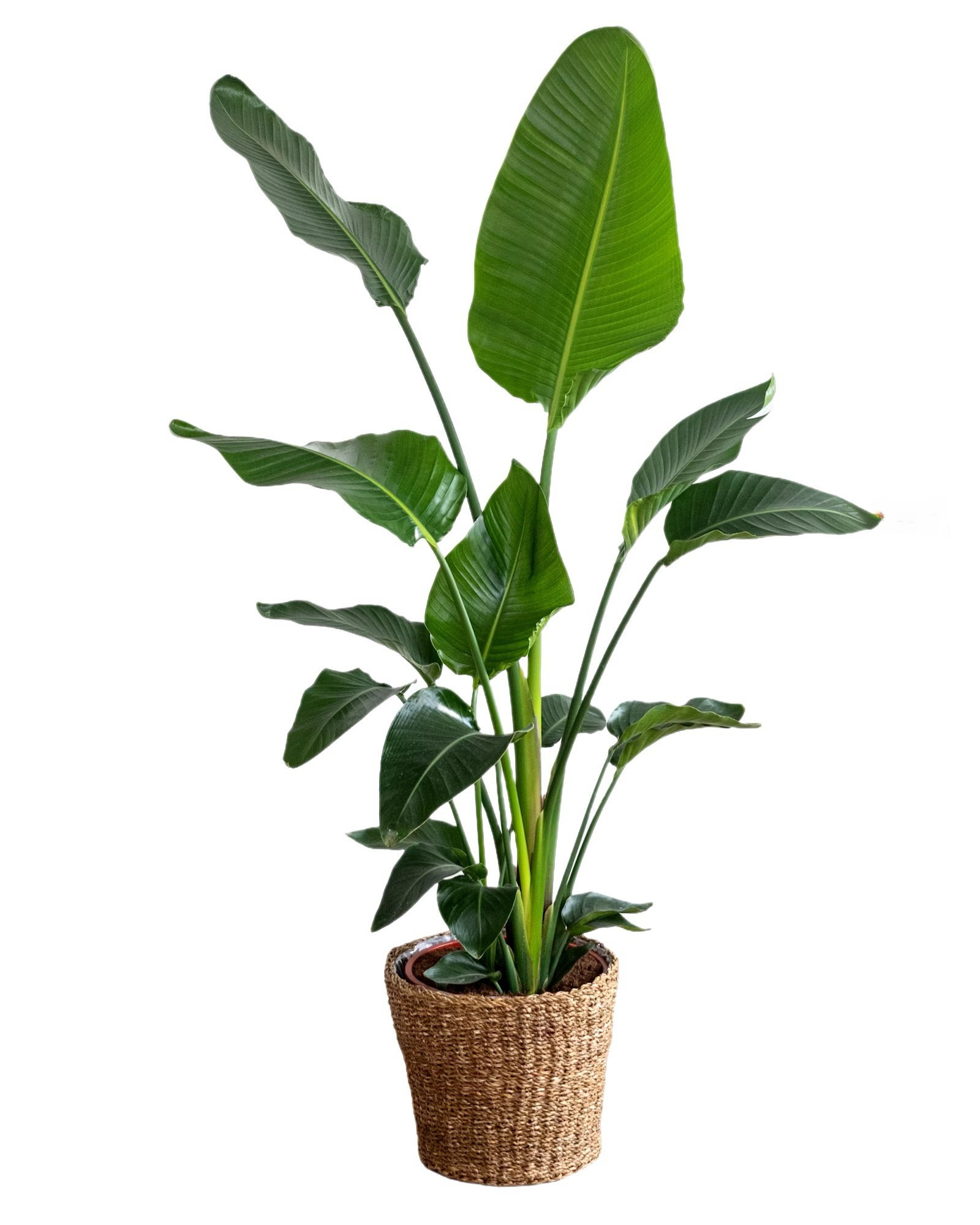 Starliçe Bitkisi 3 kök 150-170 cm