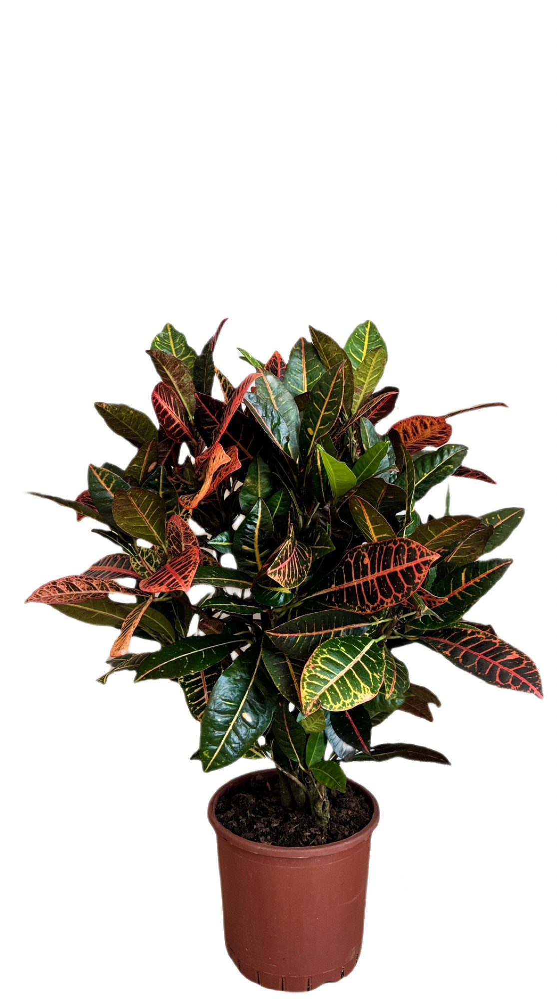 Croton bitkisi 90-100 cm çok köklü