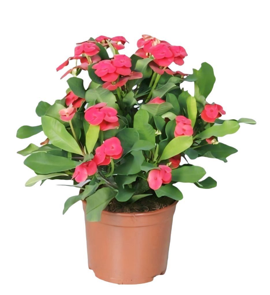 Euphorbia Milii (Dikenlerin Tacı XXL)