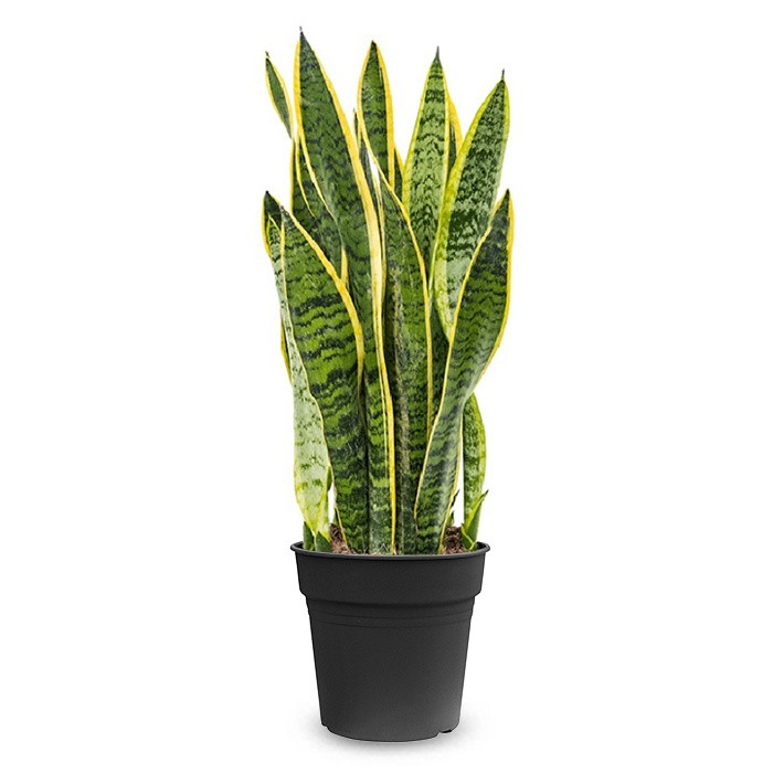 Kılıç , Sansevieria bitkisi 100 cm ekstra dolgun form