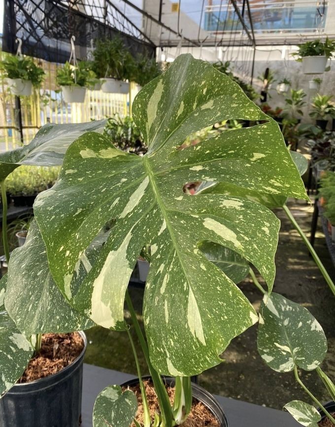 Variegated Monstera