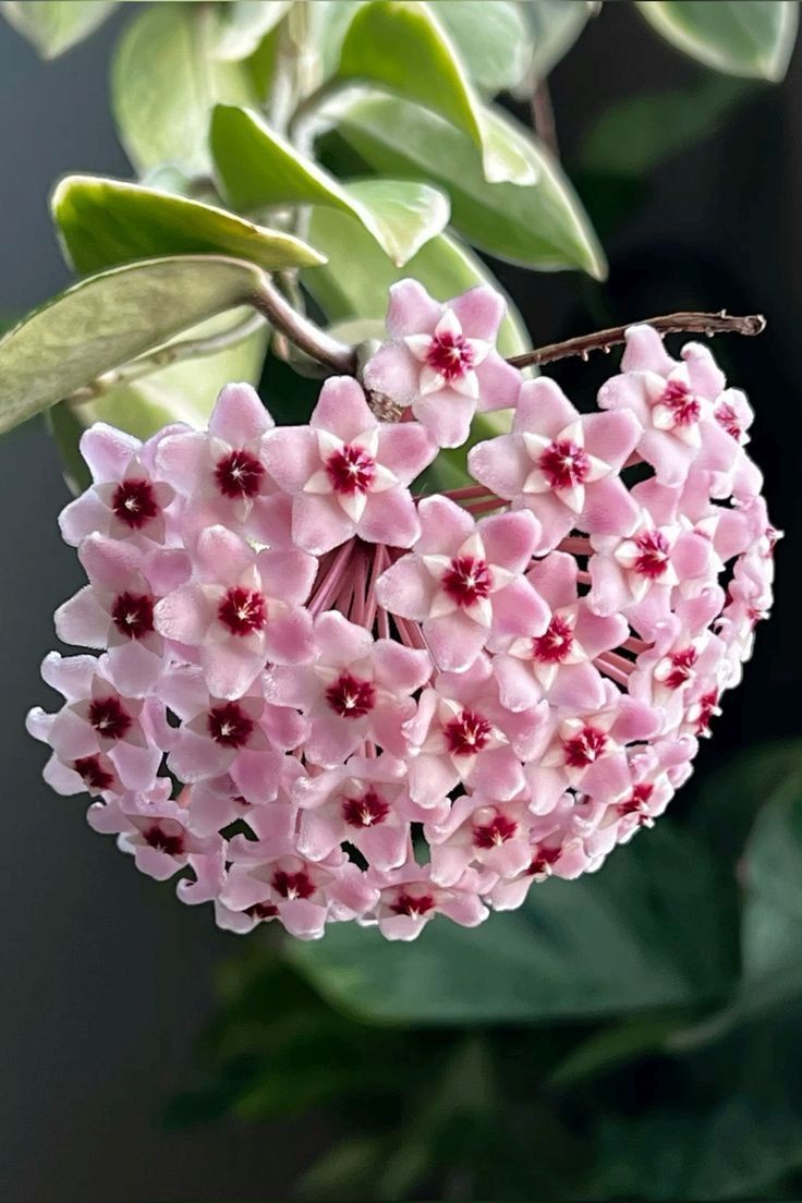 Hoya Carnosa Veriagata