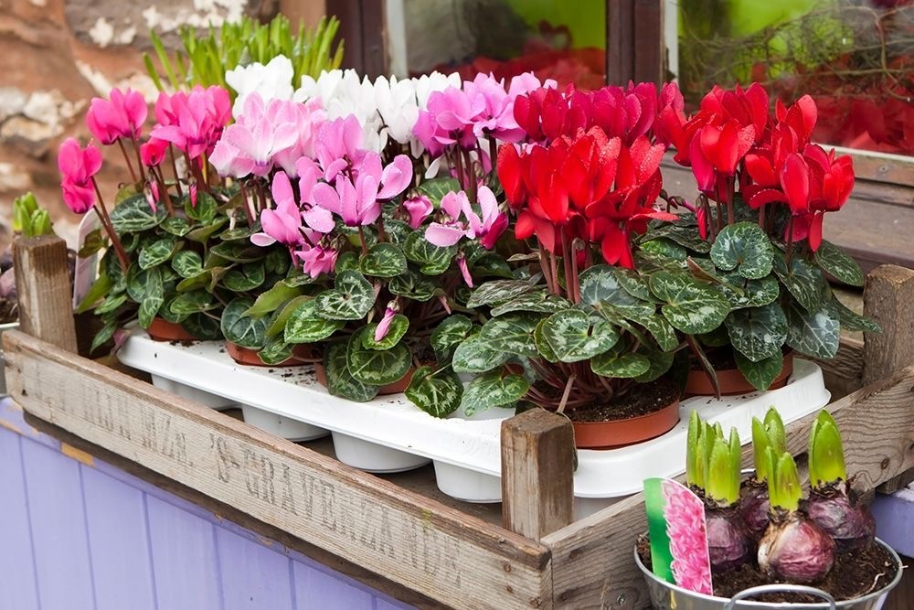 Cyclamen çiçeği ( Sıklamen ) 3 lü set 