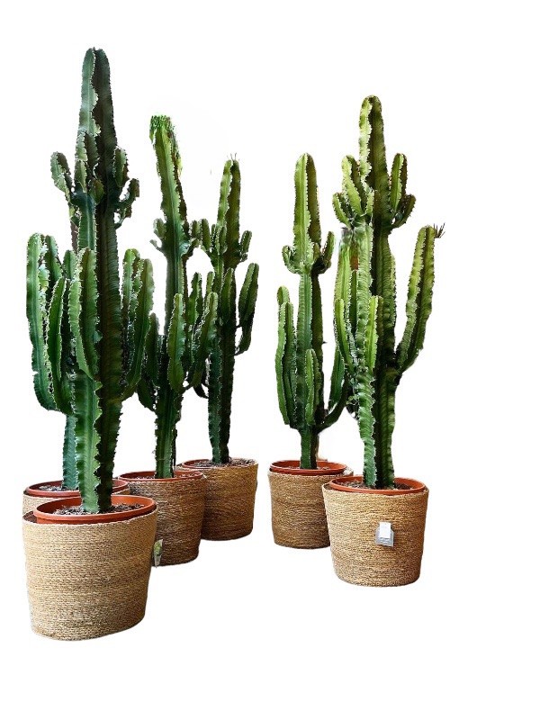 Euphorbia ingens Kaktüs 100 cm