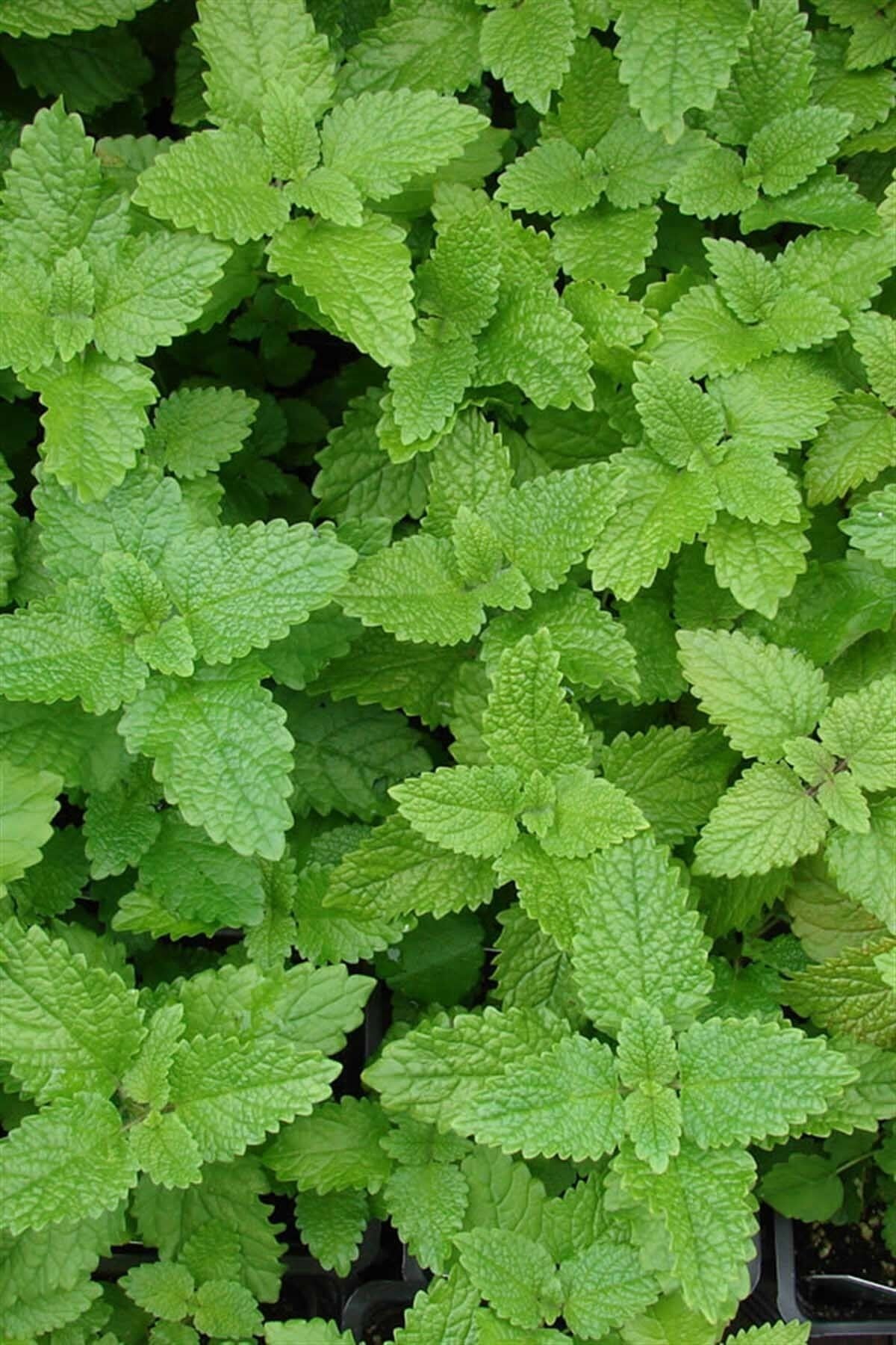 İstanbul Baharat Melisa Yaprağı (Limon Melisa) 10 gr (istanbul)